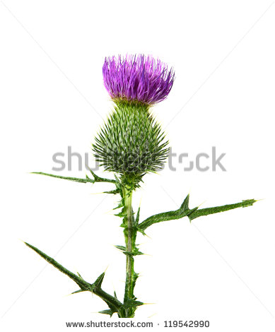 Displaying 19 Images For Scottish Thistle Clipart   Picture Quotes