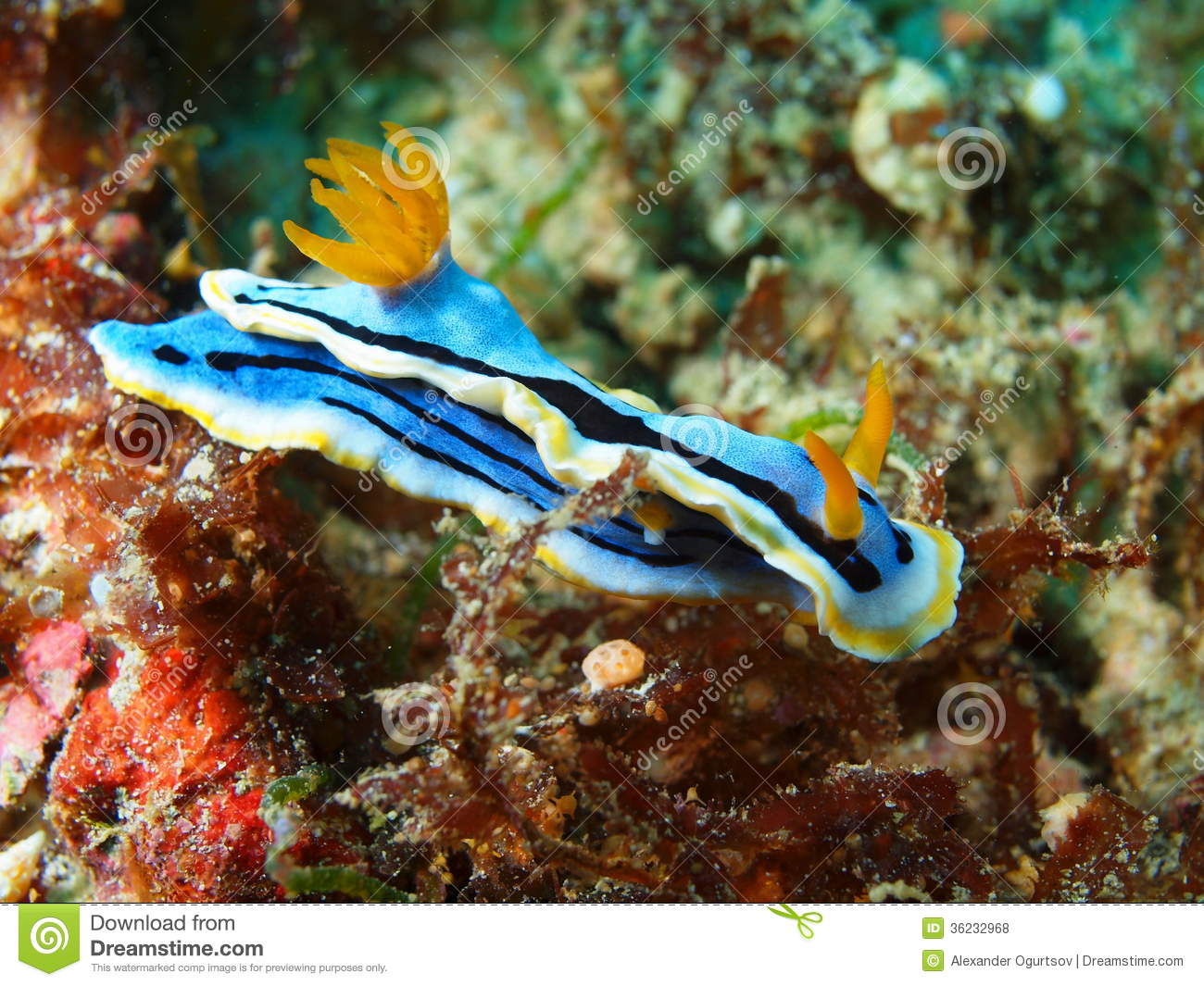 Inhabitants Of Sea Depths Of Strait Cebu Island Maktan Sea Slug