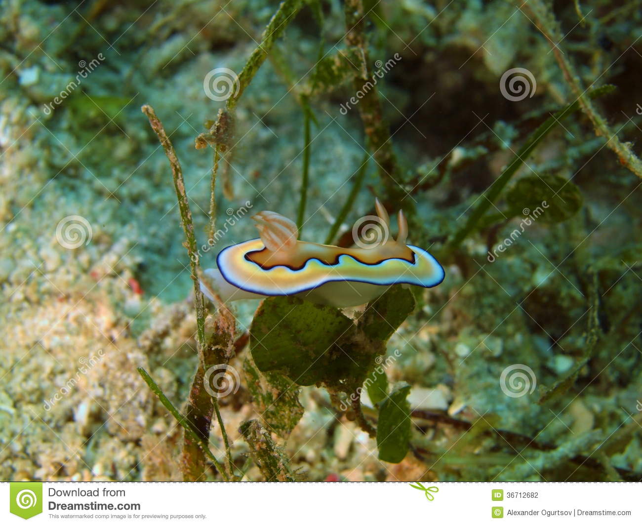     Inhabitants Of Sea Depths Of Strait Cebu Island Maktan Sea Slug
