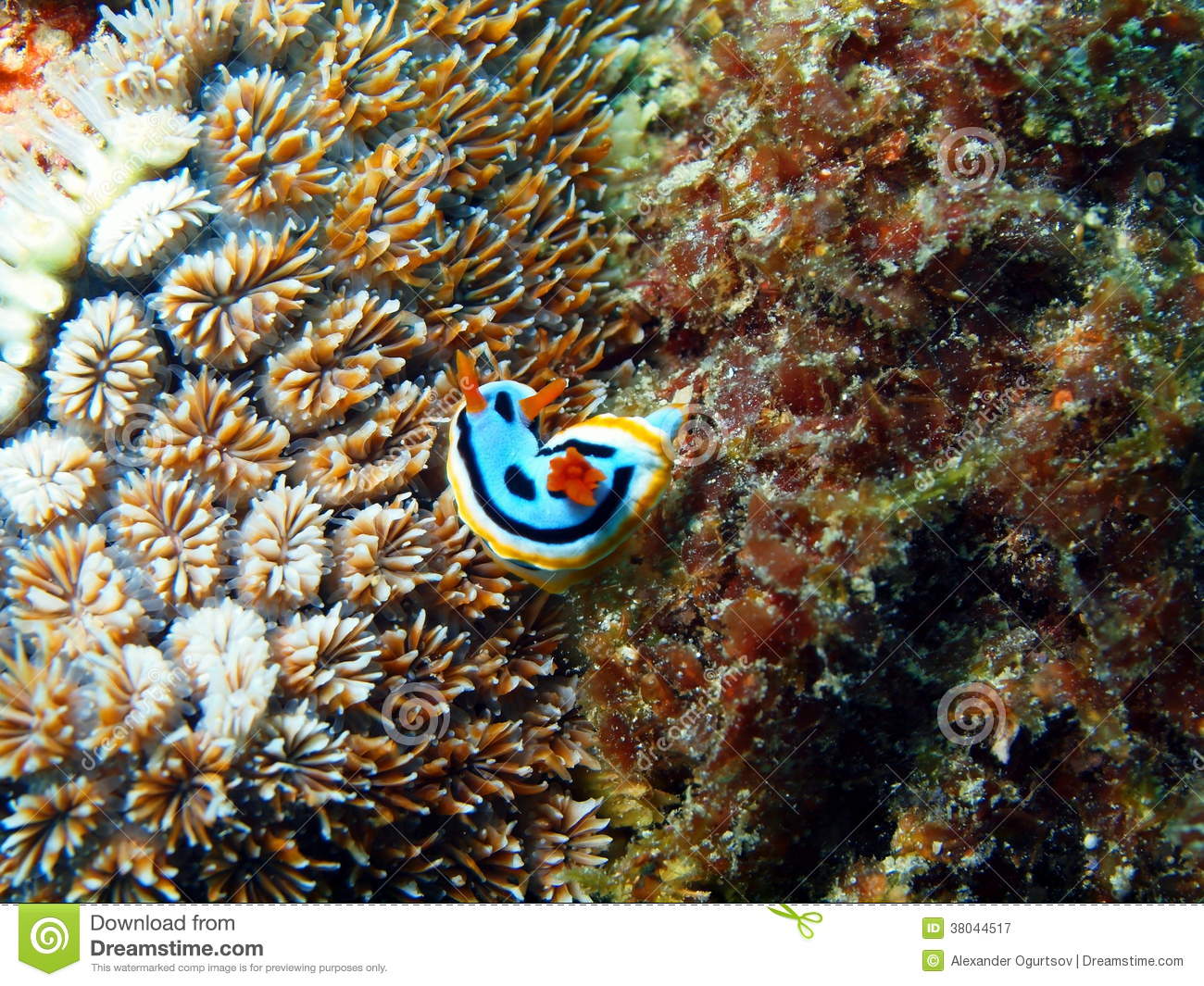     Inhabitants Of Sea Depths Of Strait Cebu Island Maktan Sea Slug