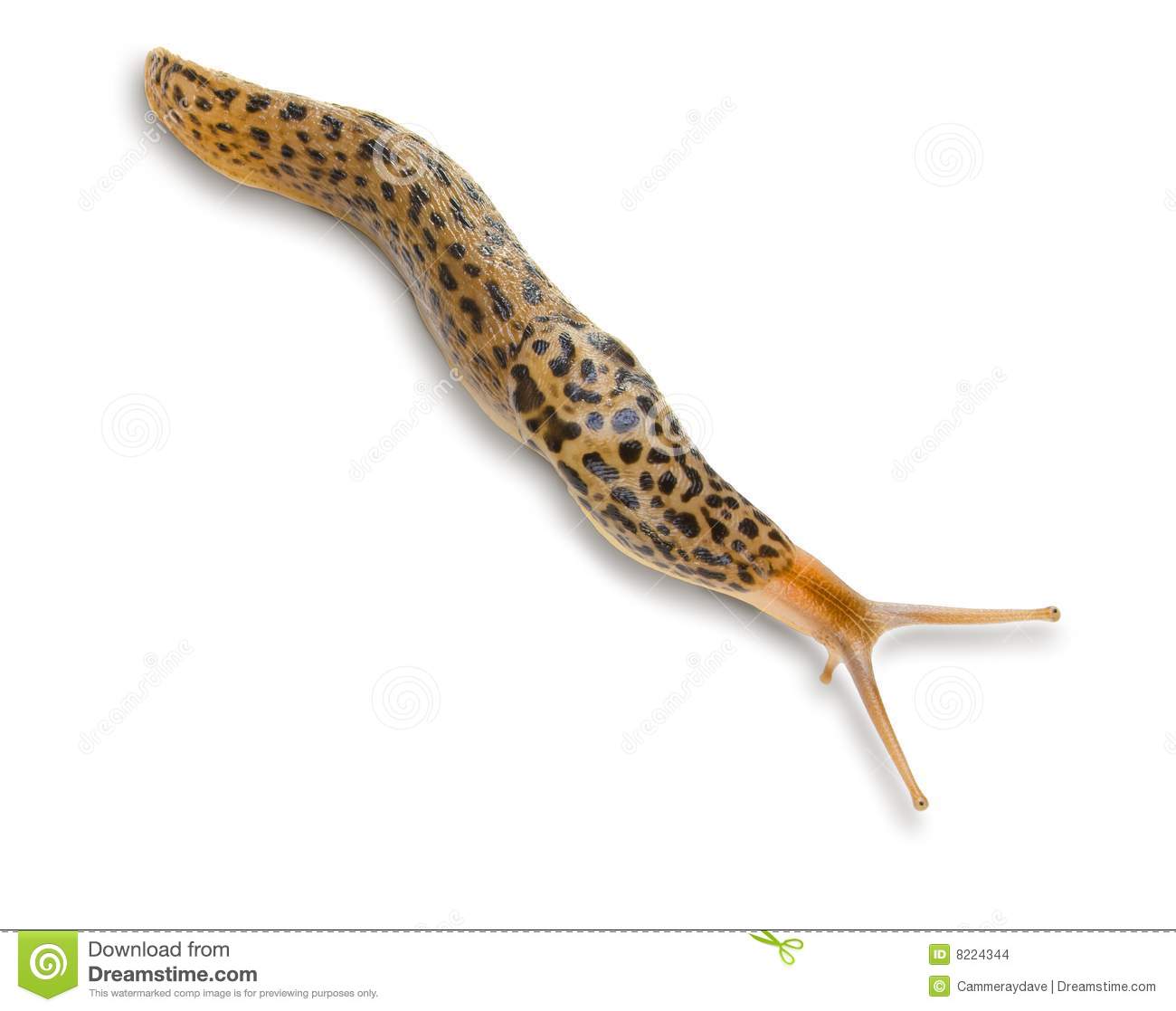 Leopard Slug Isolated On A White Background 