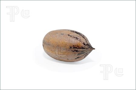 Pecan Nut Clip Art Single Isolated Pecan Nut