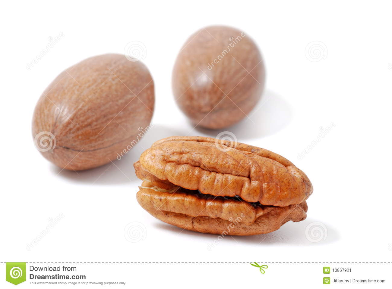 Pecan Nut Stock Image   Image  10867921