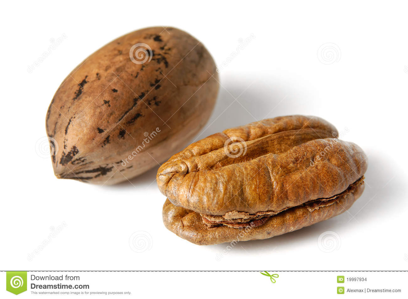 Pecan Nut Stock Images   Image  19997934