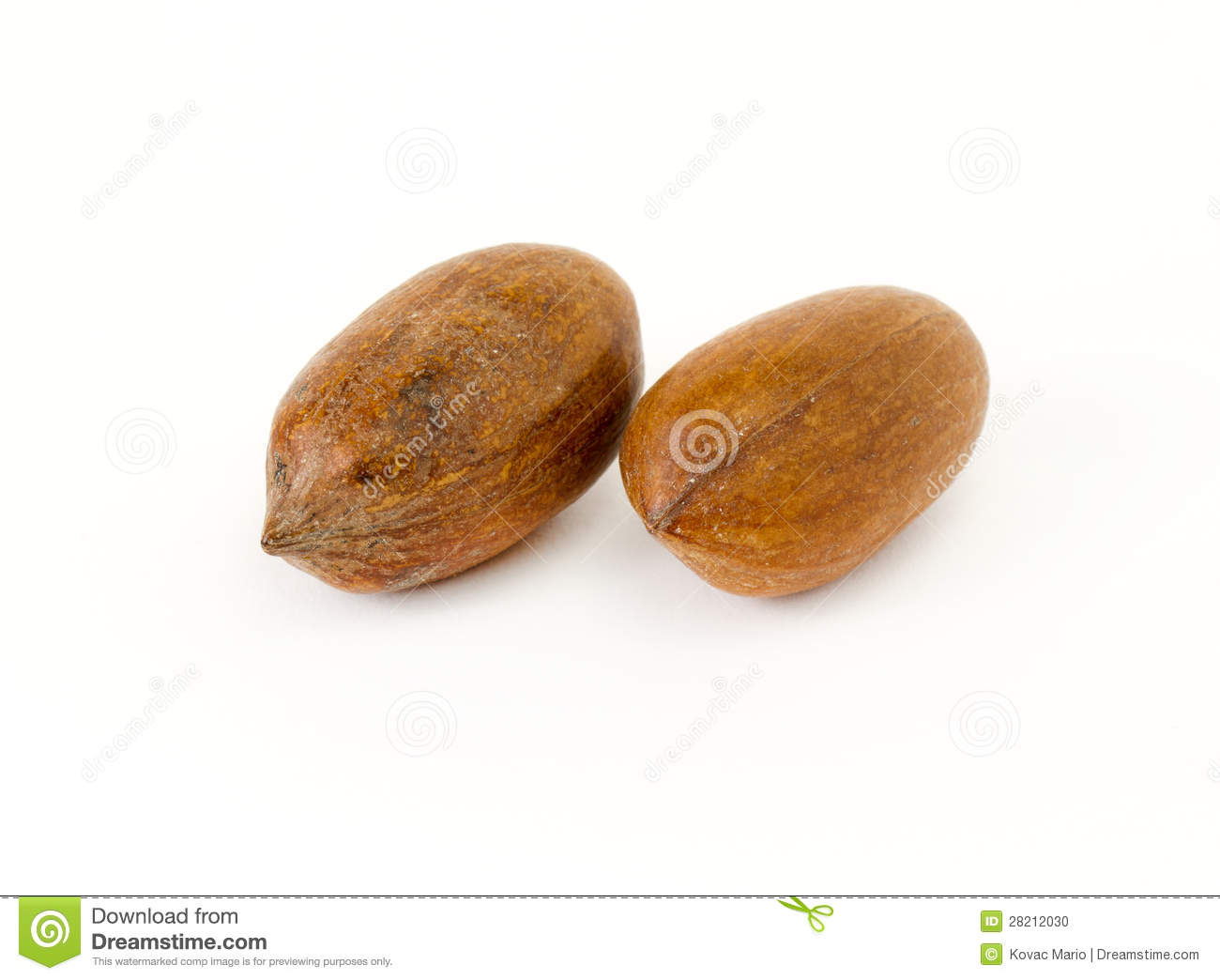 Pecan Nut Stock Photo   Image  28212030