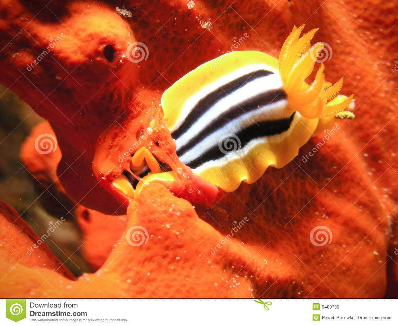 Sea Slug Eating Red Sponge Stock Photo   Image  6480730