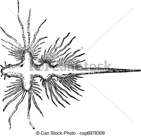 Sea Slug Or Nudibranch Vintage Engraved Illustration  Trousset