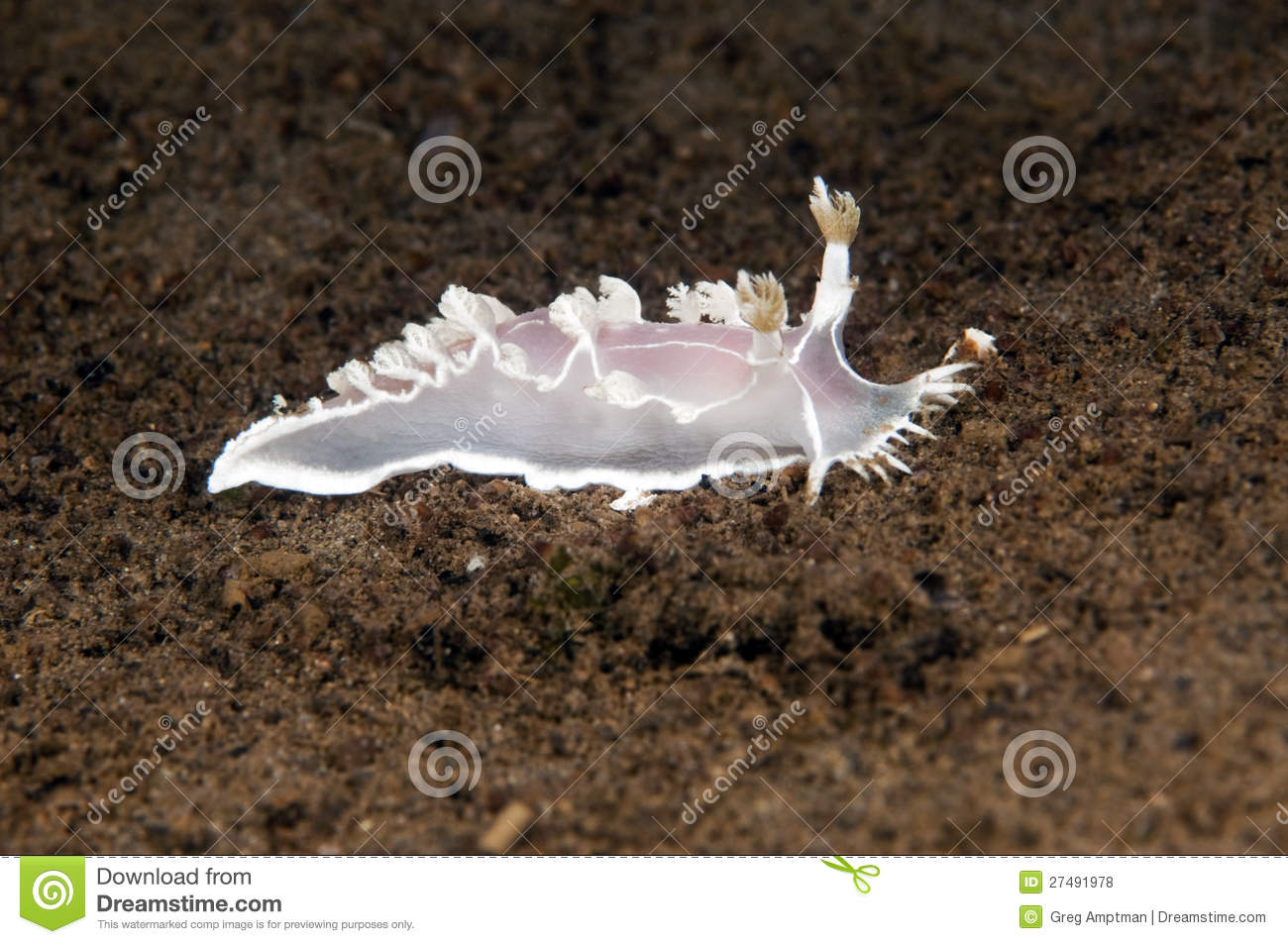 Sea Slug Royalty Free Stock Photos   Image  27491978