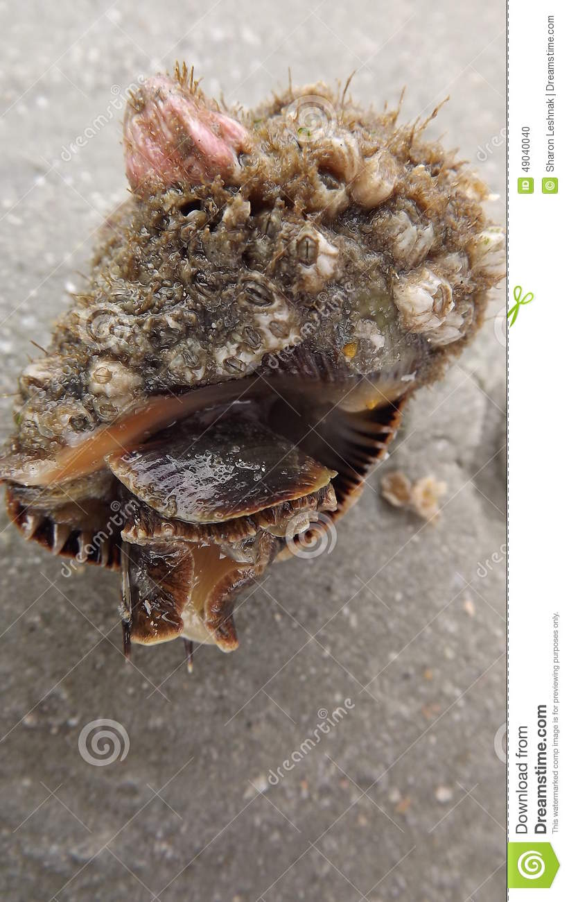 Sea Slug Stock Photo   Image  49040040