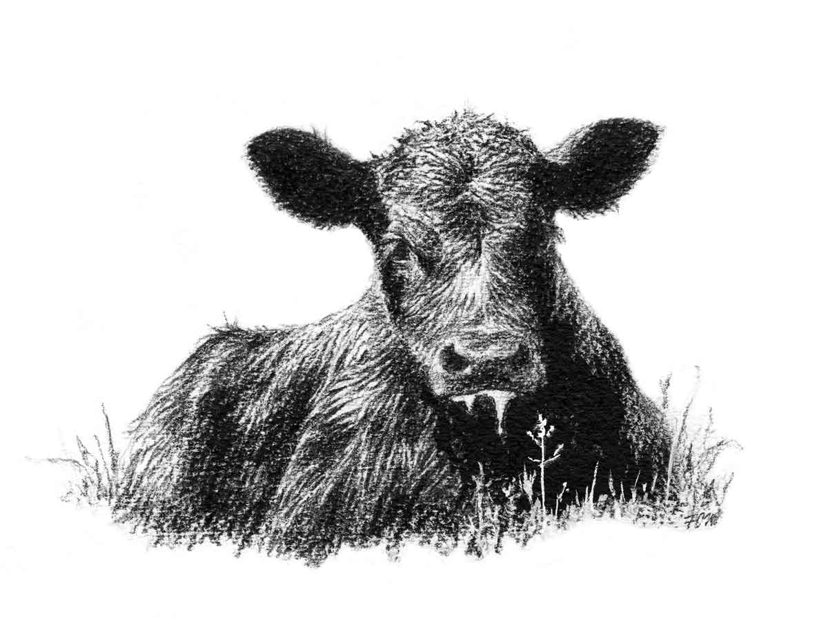 Calf   A Calf Laying In Grass