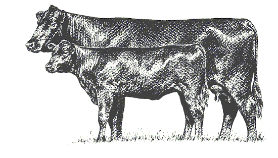Cow And Calf   A Cow Calf Pair Profile