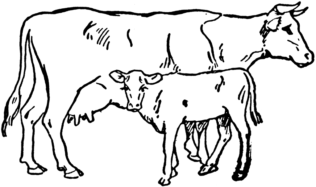 Cow And Calf   Clipart Etc