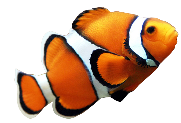 Fish Galleries  Realistic Clipart From Photographs