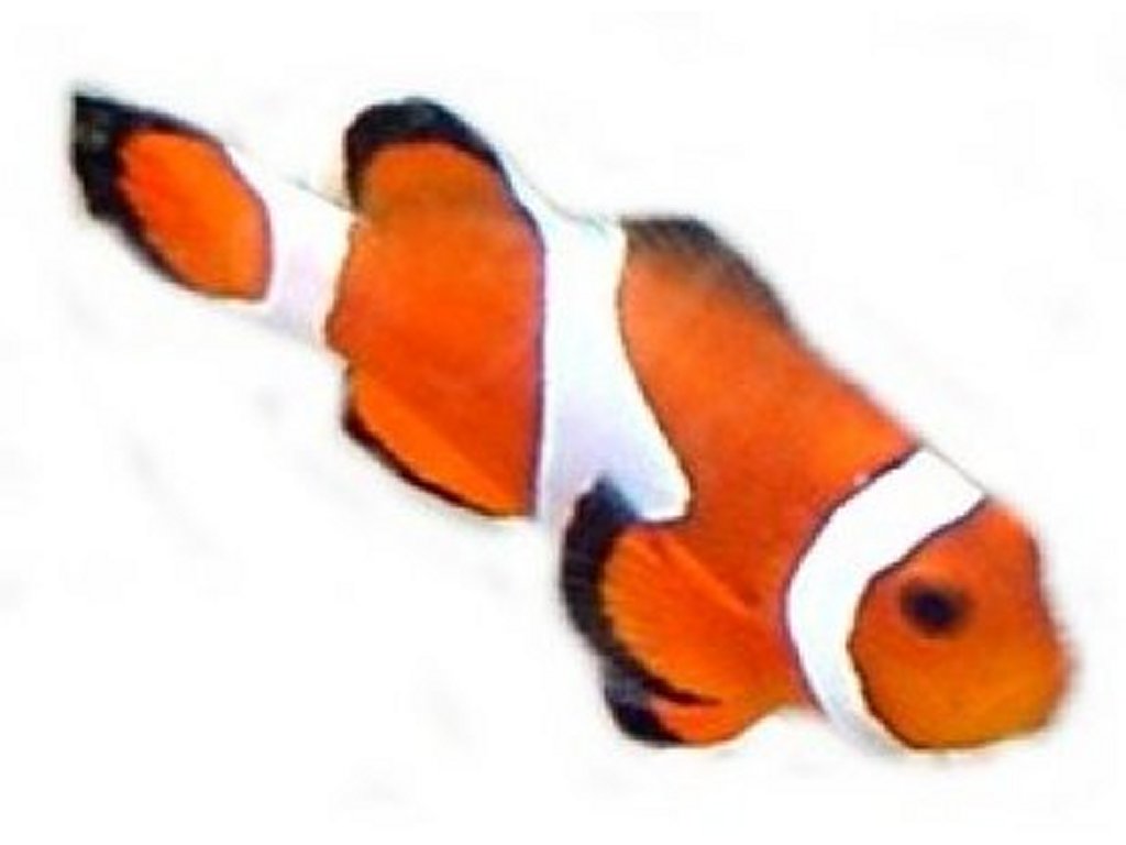 Free Clown Fish Clipart Pictures