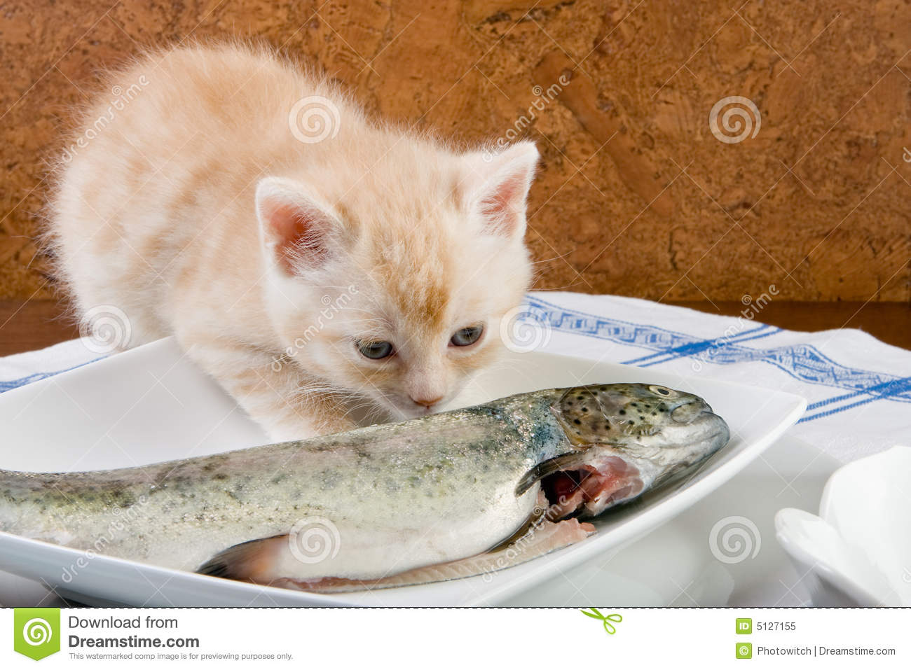 Six Weeks Old Kitten Smelling His First Fish 