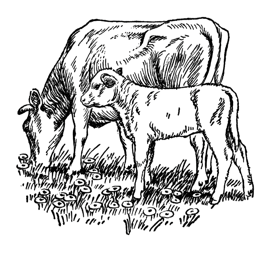 Stock Photo  Vintage Illustration Of A Cow And Calf Grazing In A Field