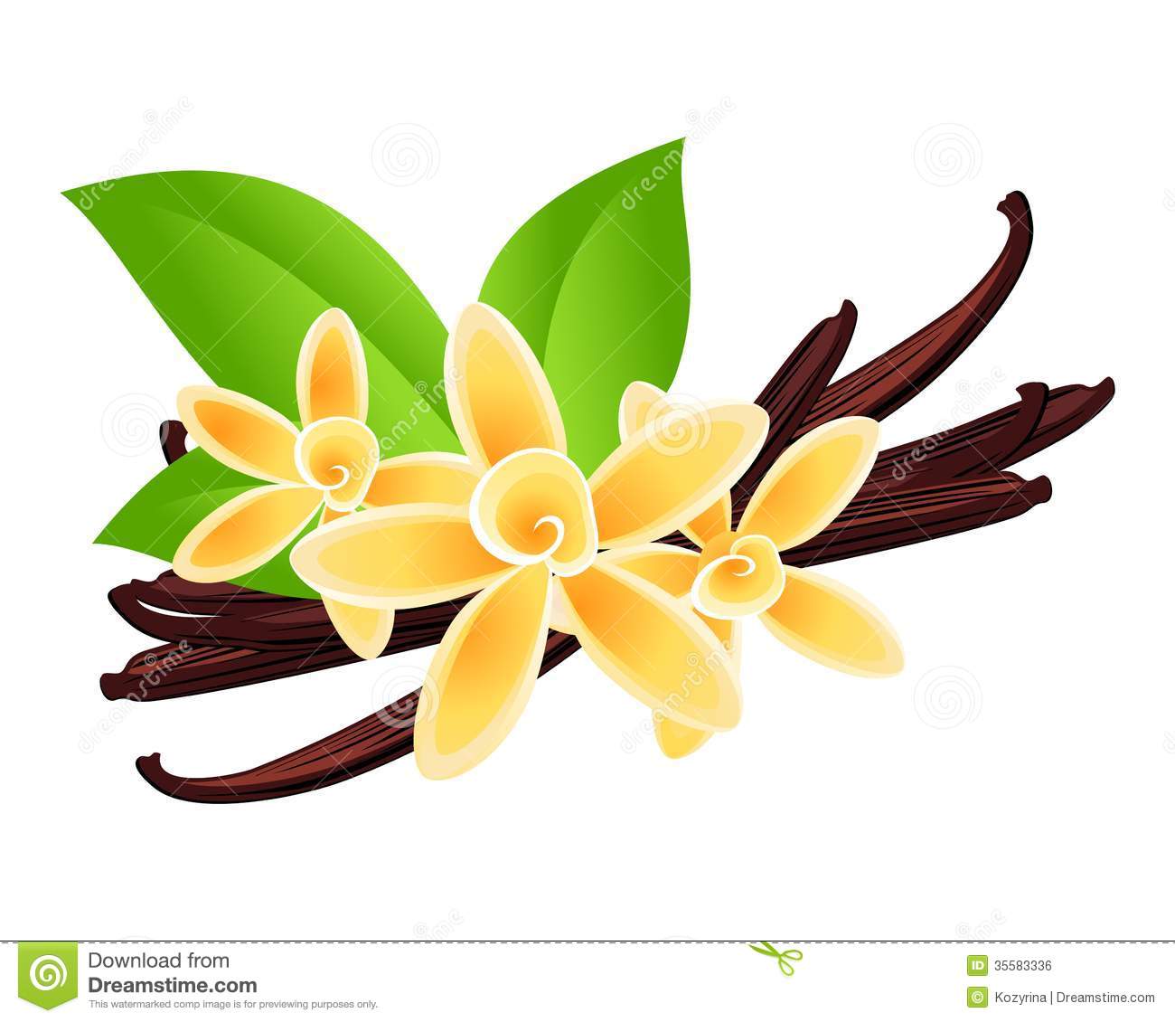 Galleries Related  Vanilla Clipart  Vanilla Flower Drawing  Vanilla