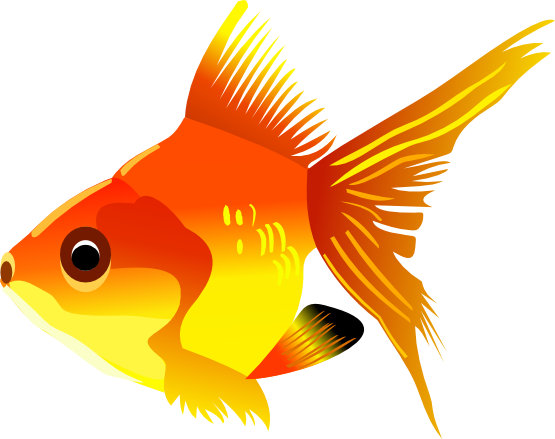 Goldfish Clip Art   Images   Free For Commercial Use