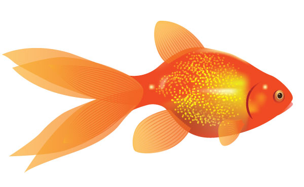 Illustrator Tutorial 79   Simple Vector Goldfish