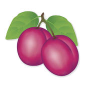Plum Illustrations And Clipart