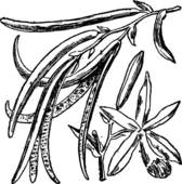 Vanilla Clipart Vanilla Or Vanilla Planifolia