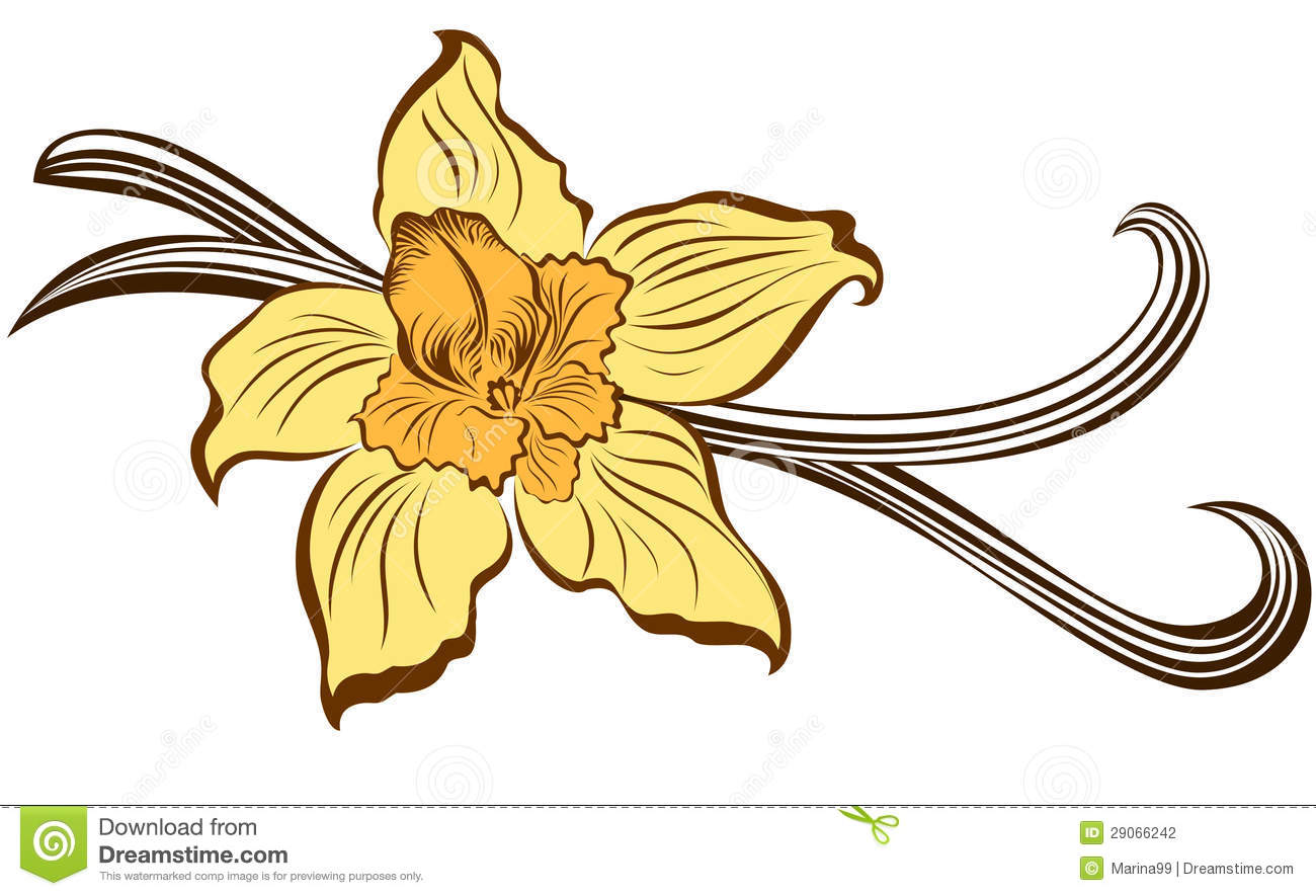 Vanilla Flower And Vanilla Pods Stock Photography   Image  29066242
