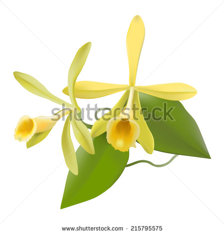 Vanilla Orchid  Vanilla Planifolia  Photo Realistic Hand Drawn Vector