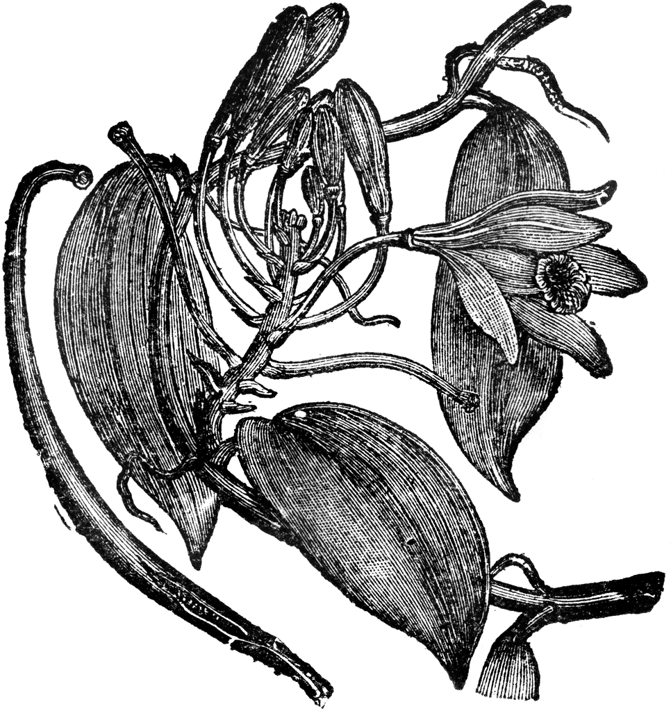 Vanilla Planifolia   Clipart Etc