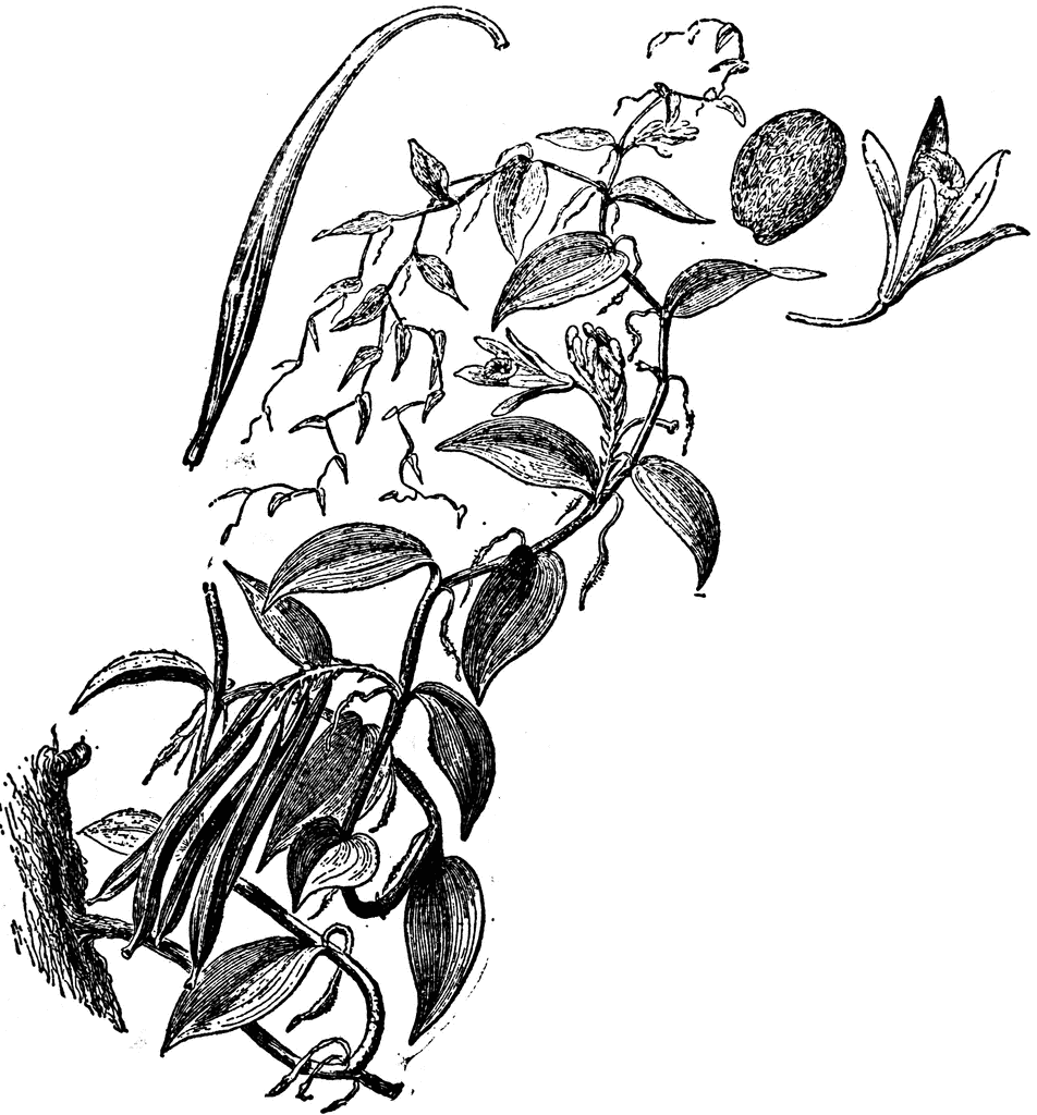Vanilla Plant   Clipart Etc