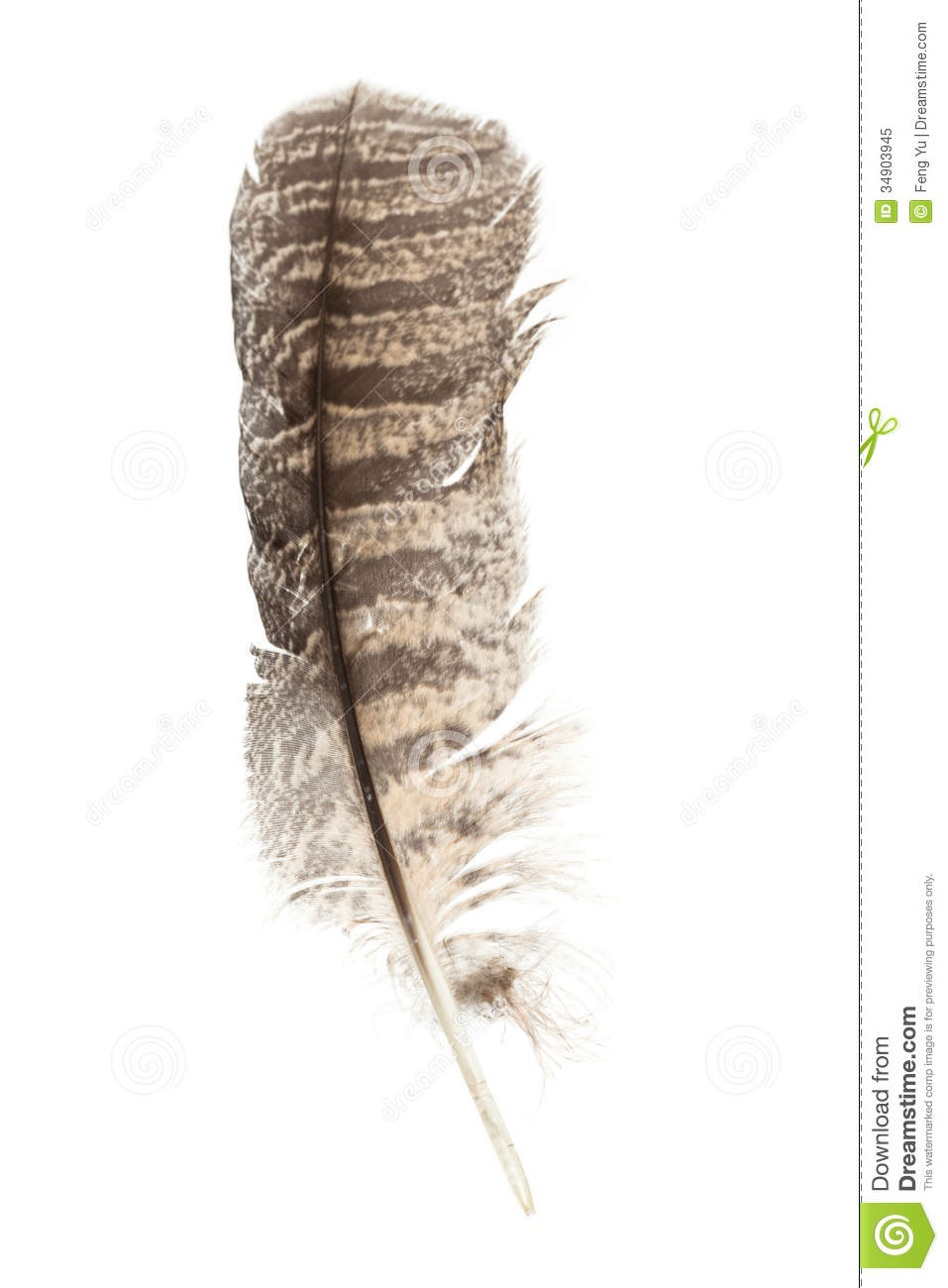 Barred Owl Featherl With White Background