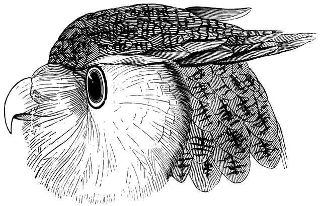 Head Of An Eagle Owl   Clipart Etc