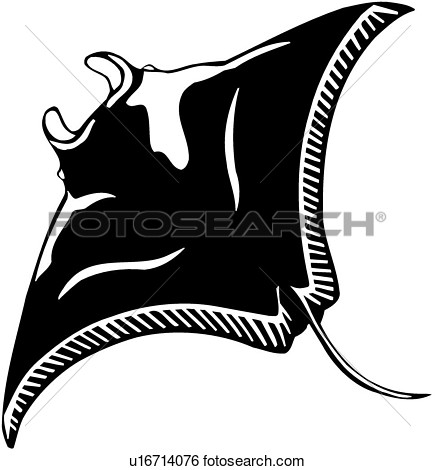 Ocean Sting Ray Stingray Species   Fotosearch   Search Clipart    