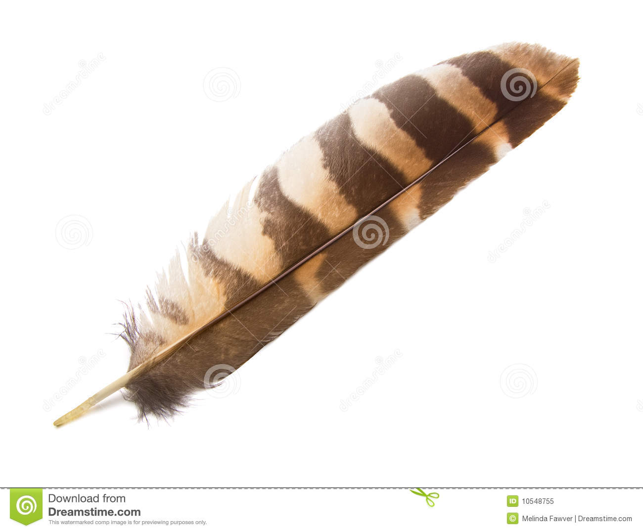 Owl Wing Feather Isolated Royalty Free Stock Photo   Image  10548755