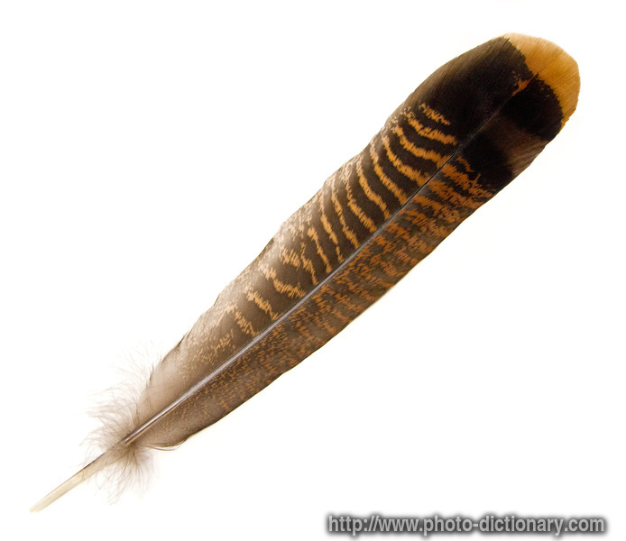 Turkey Feather   Photo Picture Definition   Turkey Feather Word And