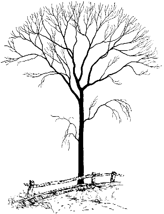 Cartoon Leafless Tree   Clipart Best