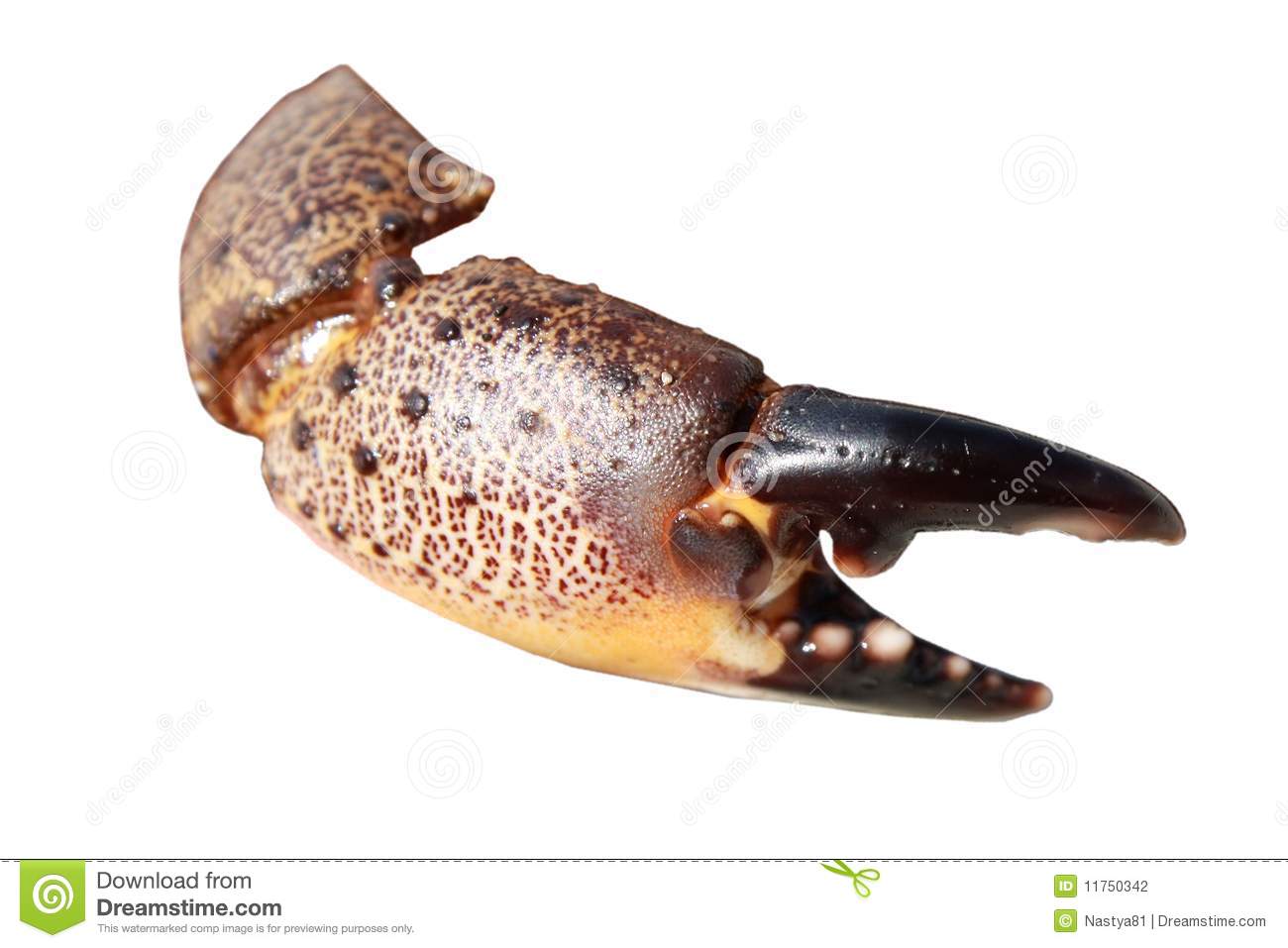 Claw Of Crab Stock Photography   Image  11750342