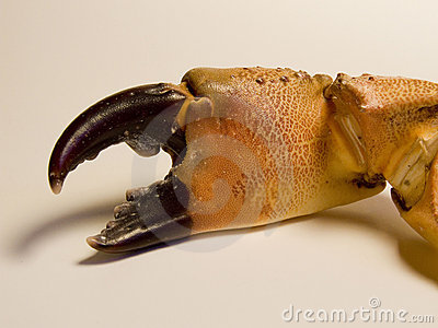Crab Claw Stock Photo   Image  1898790