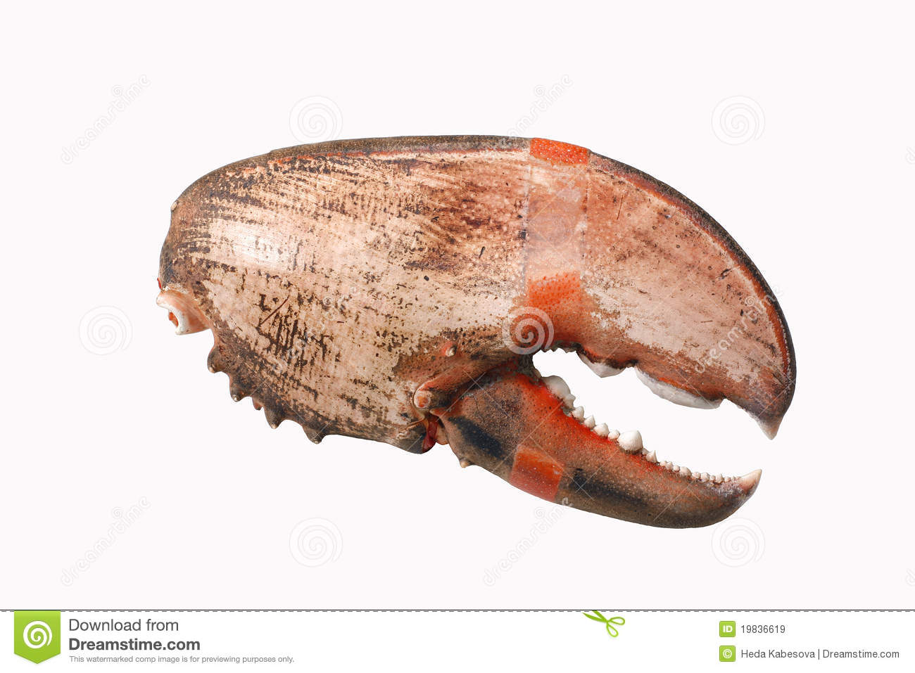 Crab S Claw Royalty Free Stock Images   Image  19836619