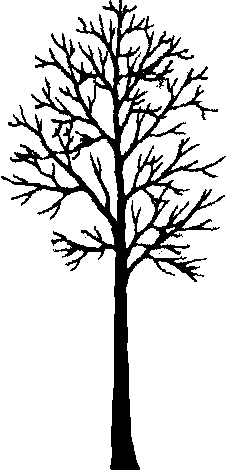 Leafless Tree Silhouette   Clipart Best