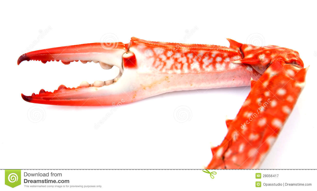 Red Crab Claw Royalty Free Stock Photography   Image  28056417