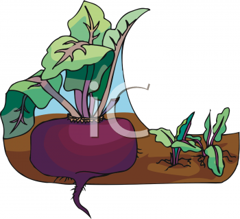 Clipart Picture Of A Farm Fresh Beet   Foodclipart Com