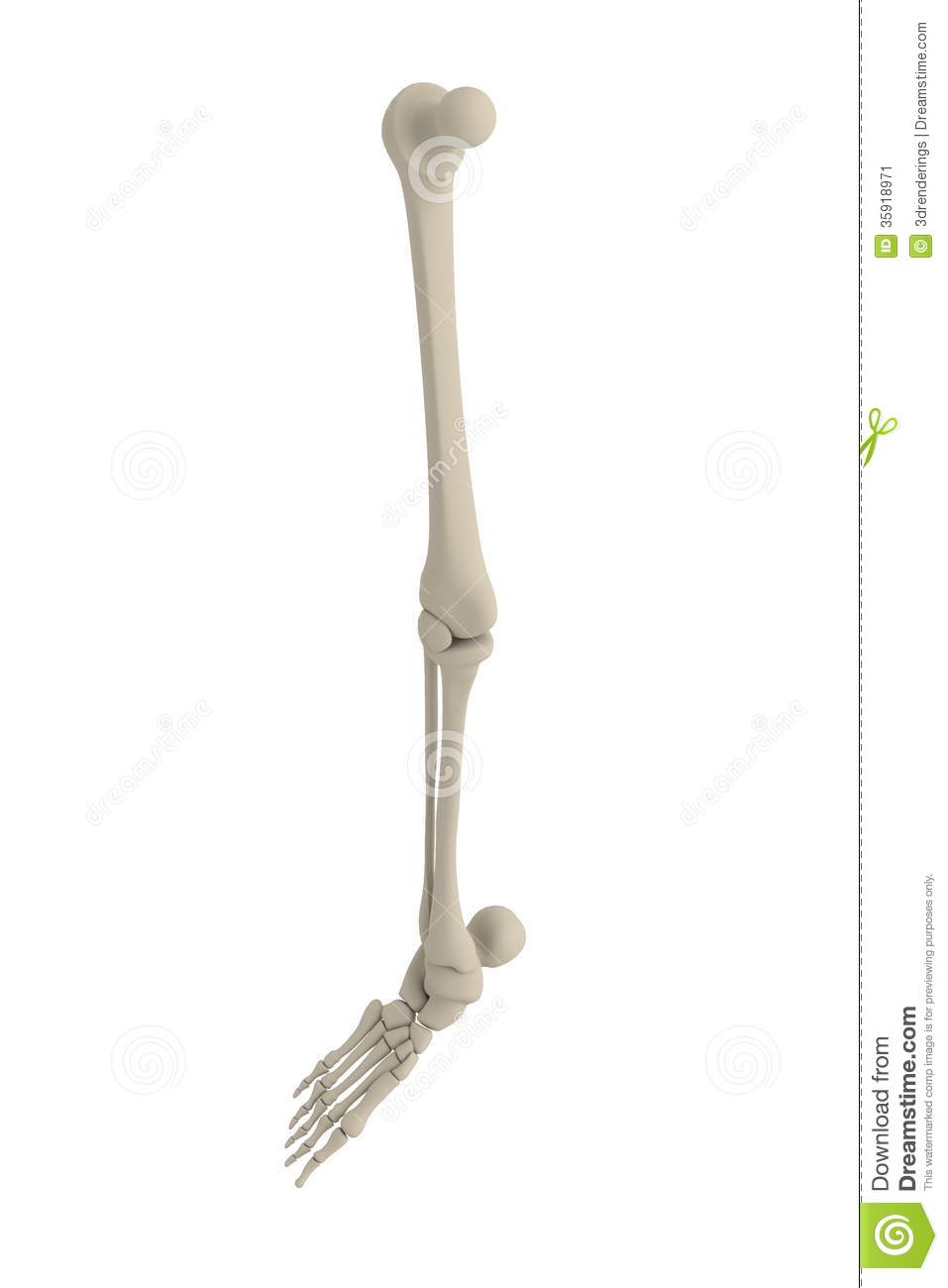 Leg Bone Clipart 3d Render Of Leg Bones Stock