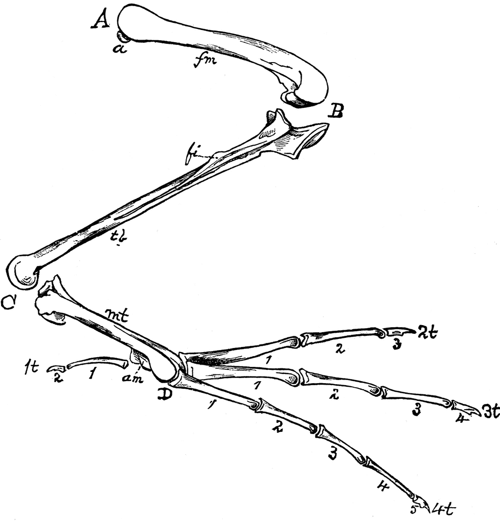 Leg Bone Clipart Bones Of A Bird S Hind Limb