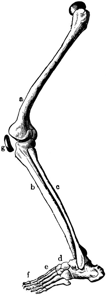 Leg Bone Clipart Leg Bones