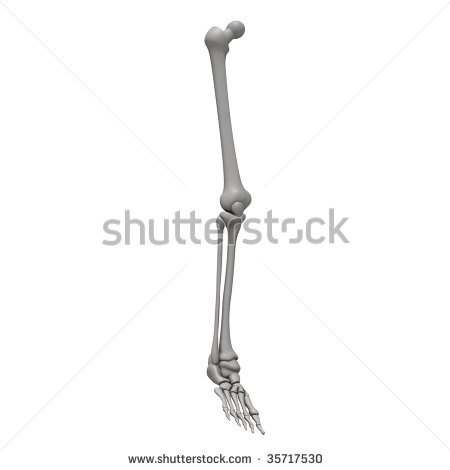 Leg Bone Clipart Leg Bones   Stock Photo