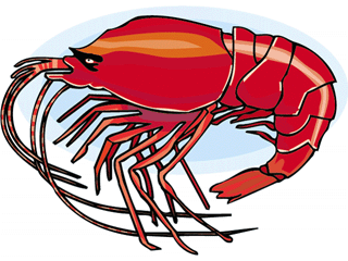 This Is An Image Of A Single Live Shrimp  It Has A Red Shell And Black