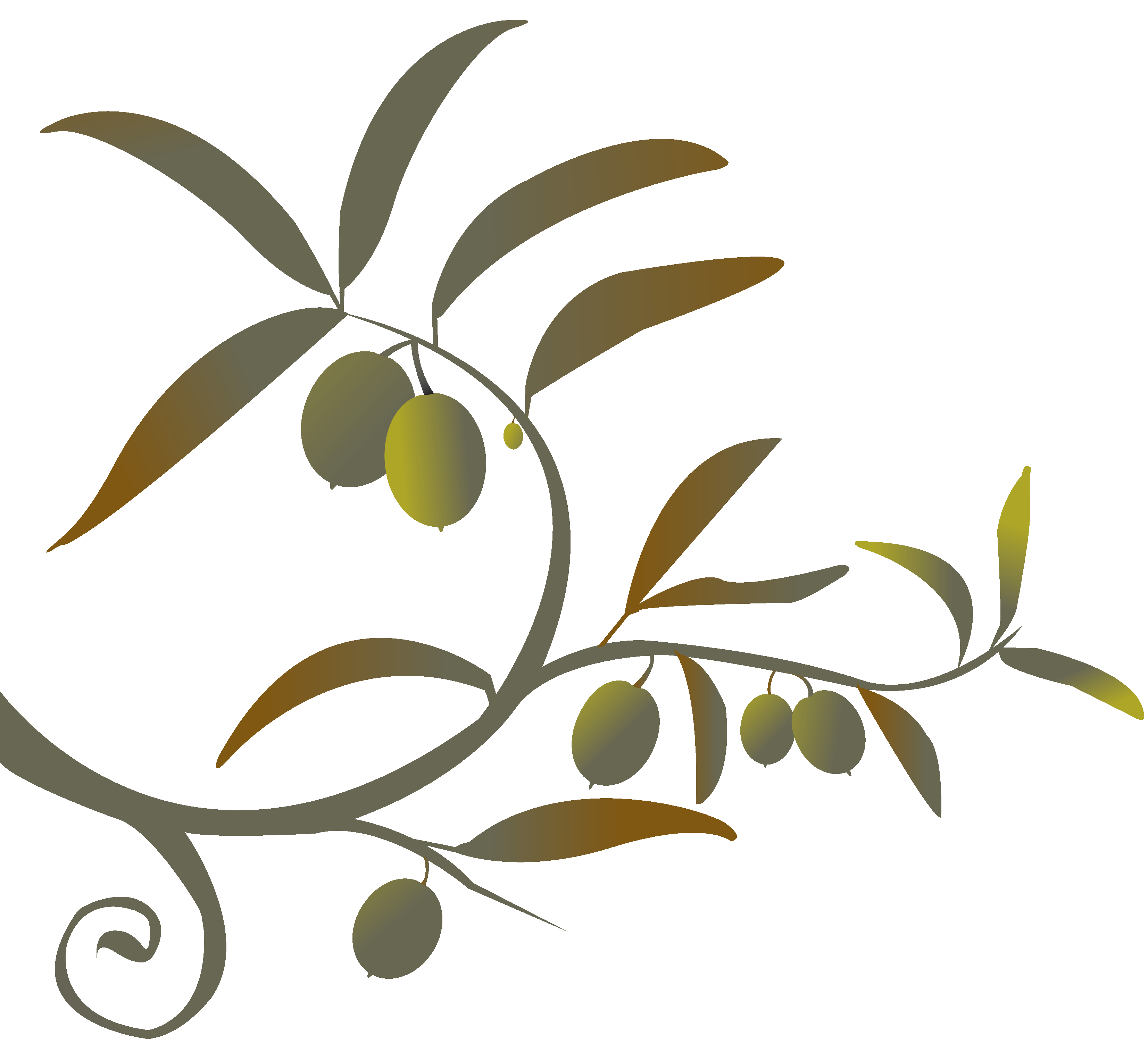 19 Olive Tree Branches Free Cliparts That You Can Download To You