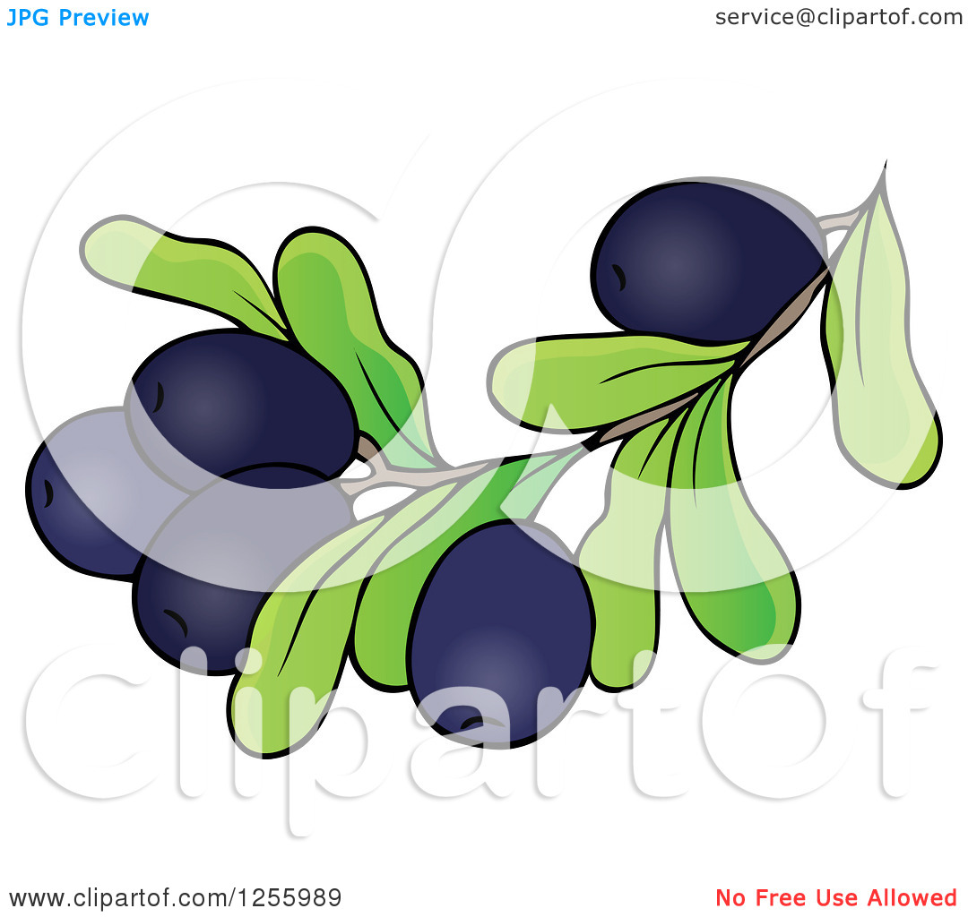 Clipart Of A Greek Olive Branch   Royalty Free Vector Illustration By