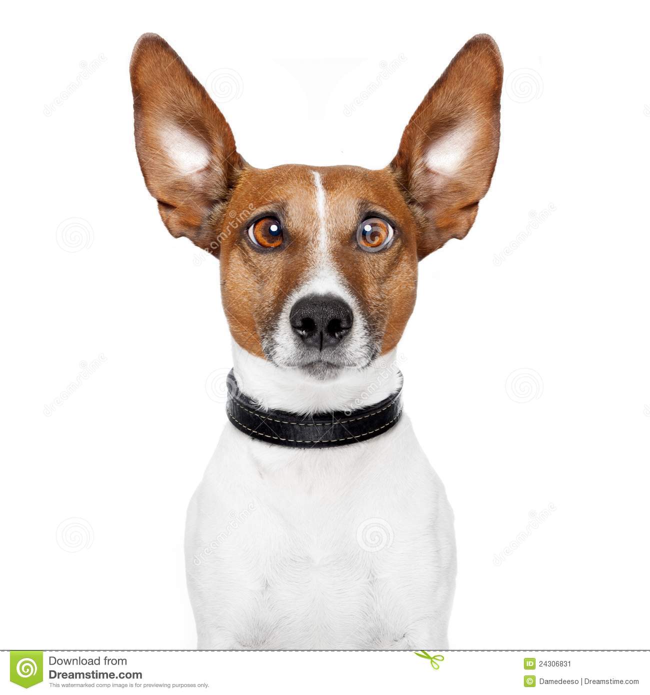 More Similar Stock Images Of   Crazy Dog With Big Lazy Eyes