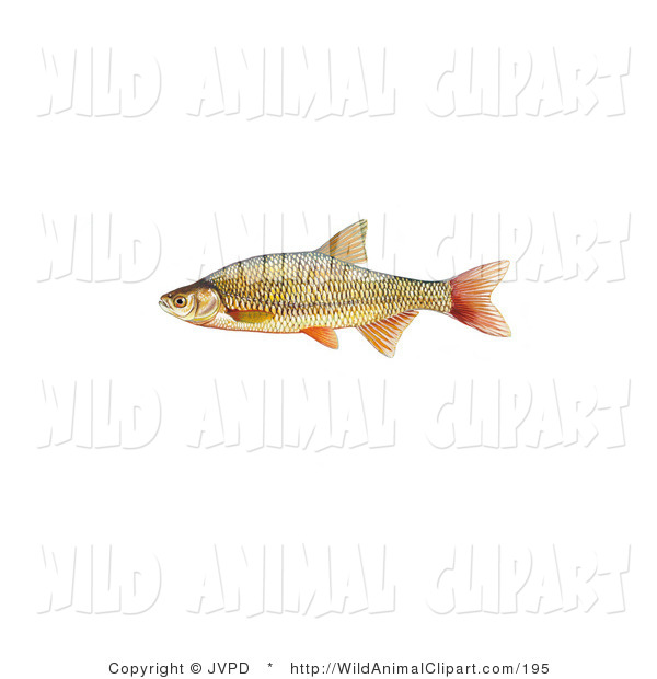 Clip Art Of A Golden Shiner Fish With Red Fins  Notemigonus